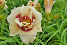 Hemerocallis 'Brilliant Circle'