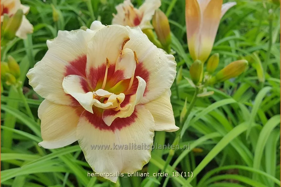 Hemerocallis 'Brilliant Circle'