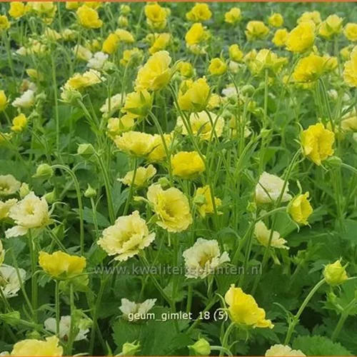 Geum 'Gimlet'