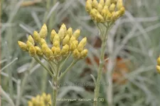 Helichrysum italicum