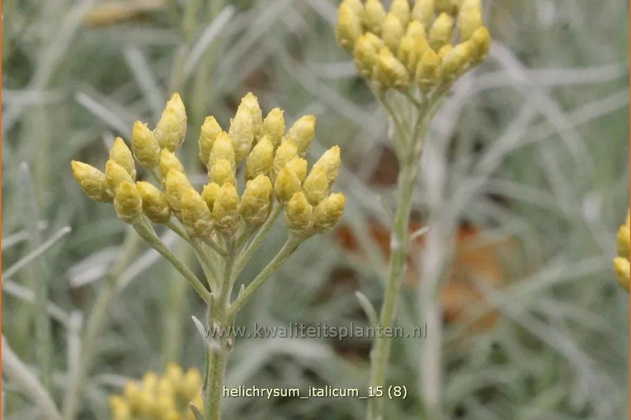 Helichrysum italicum