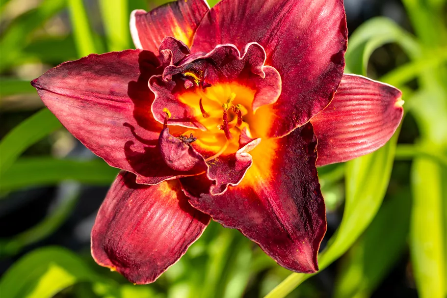 Hemerocallis 'Burgundy Love'