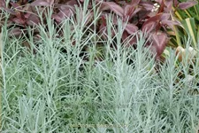 Helichrysum italicum