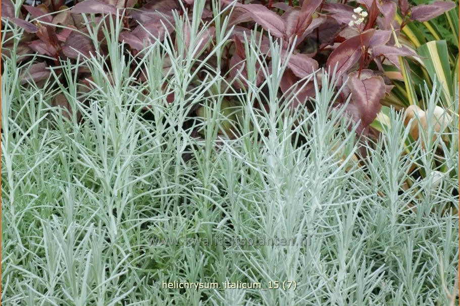 Helichrysum italicum