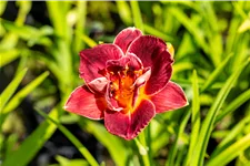 Hemerocallis 'Burgundy Love'