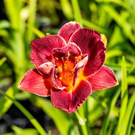 Hemerocallis 'Burgundy Love'
