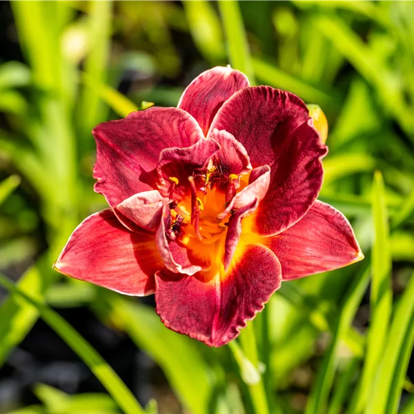 Hemerocallis 'Burgundy Love'