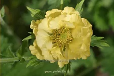 Geum 'Gimlet'