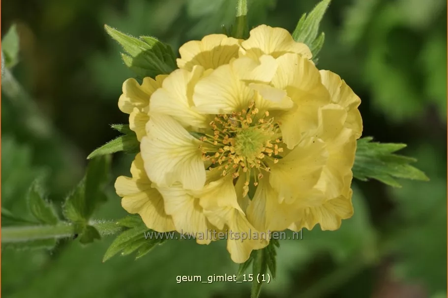 Geum 'Gimlet'