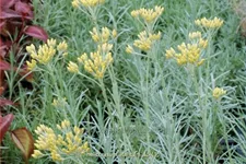 Helichrysum italicum