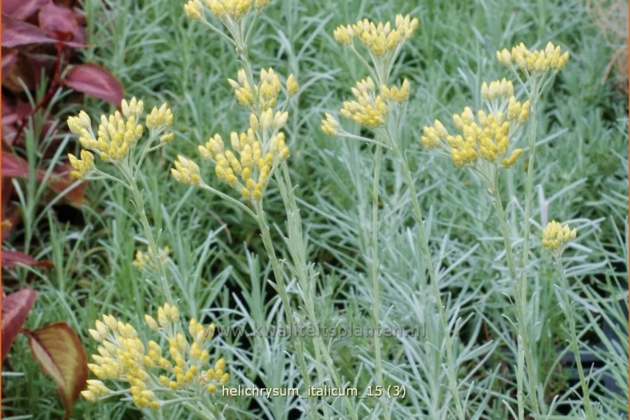 Helichrysum italicum