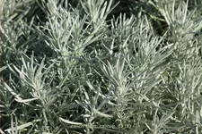 Helichrysum italicum