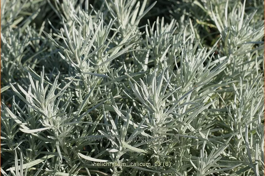 Helichrysum italicum