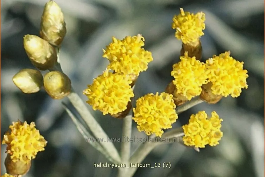 Helichrysum italicum