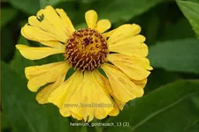 Helenium 'Goldrausch'
