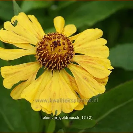 Helenium 'Goldrausch'