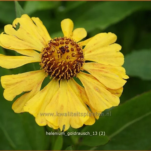 Helenium 'Goldrausch'