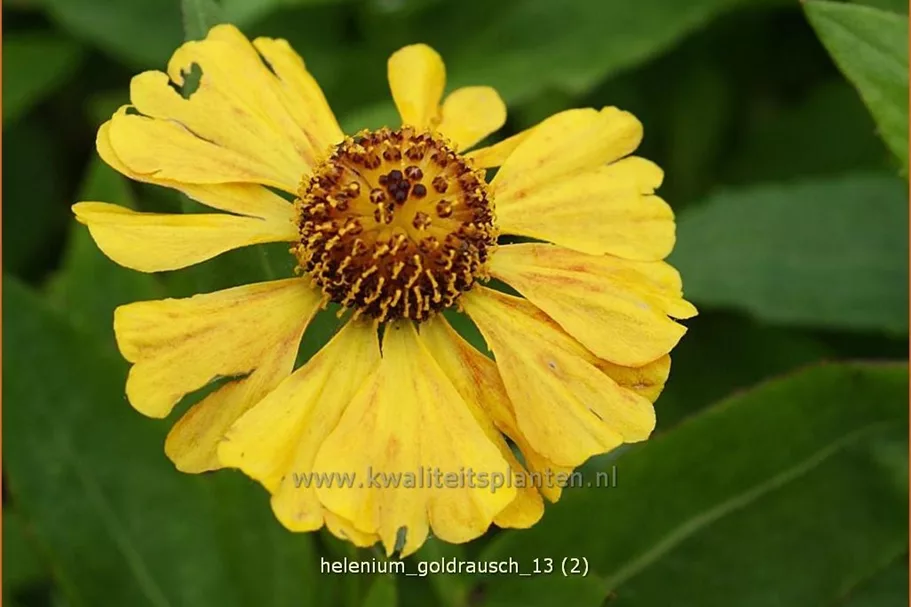 Helenium 'Goldrausch'