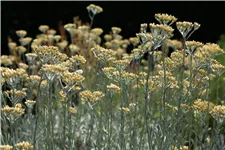 Helichrysum italicum