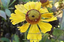 Helenium 'Goldrausch'