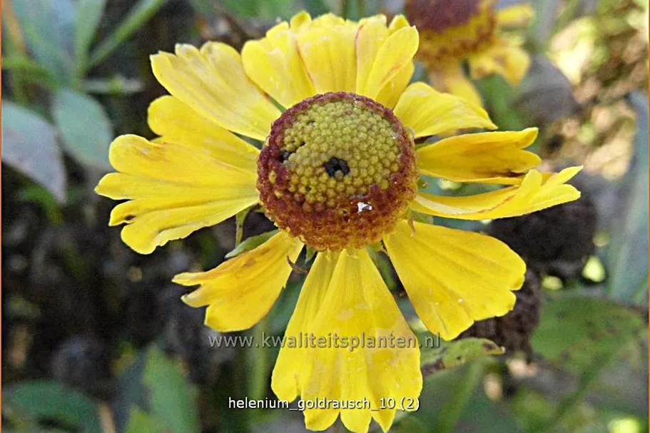Helenium 'Goldrausch'