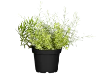 Helichrysum italicum