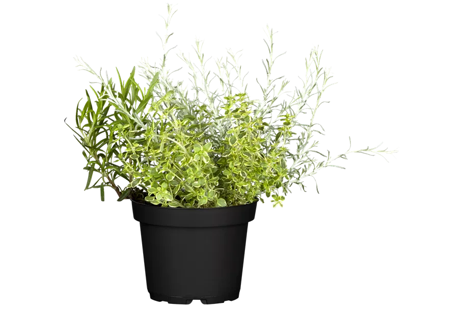 Helichrysum italicum