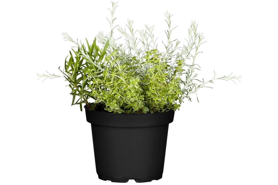 Helichrysum italicum