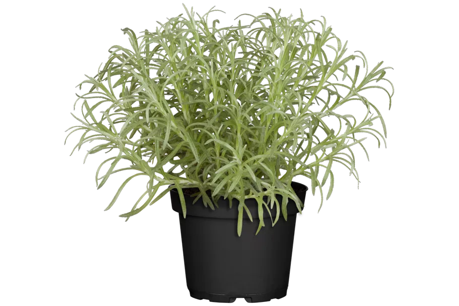 Helichrysum italicum