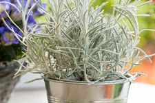 Helichrysum italicum