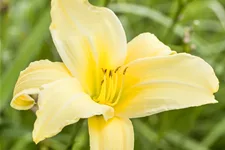 Hemerocallis 'Buried Treasure'