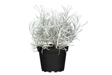 Helichrysum italicum