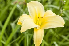 Hemerocallis 'Buried Treasure'