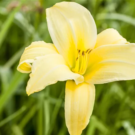 Hemerocallis 'Buried Treasure'