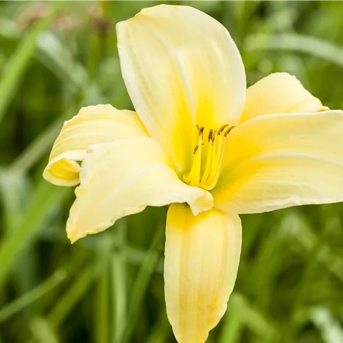 Hemerocallis 'Buried Treasure'