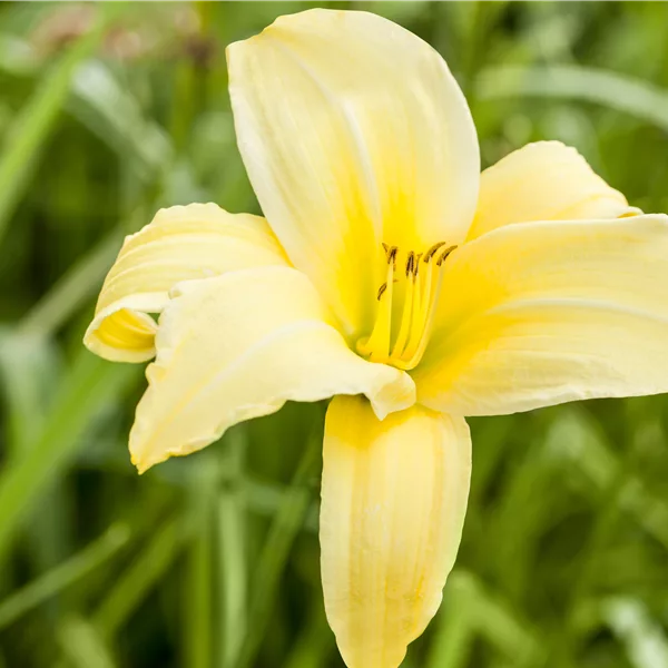 Hemerocallis 'Buried Treasure'