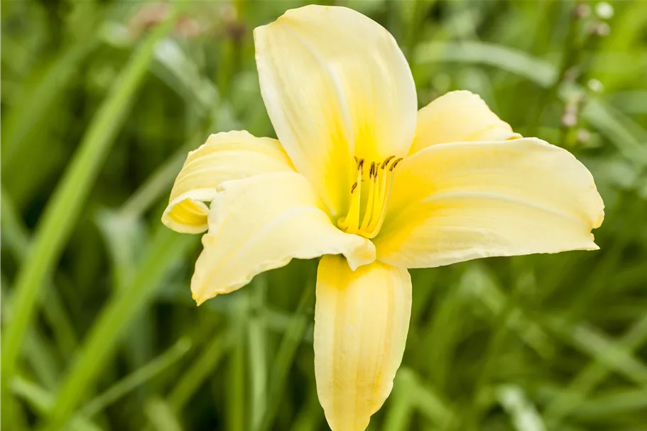 Hemerocallis 'Buried Treasure'