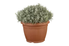 Helichrysum italicum