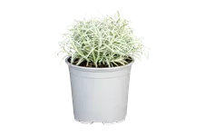 Helichrysum italicum