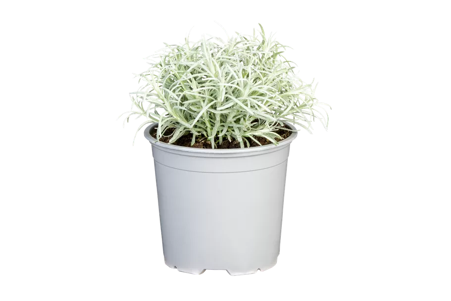 Helichrysum italicum