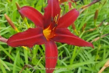 Hemerocallis 'Crimson Pirate'