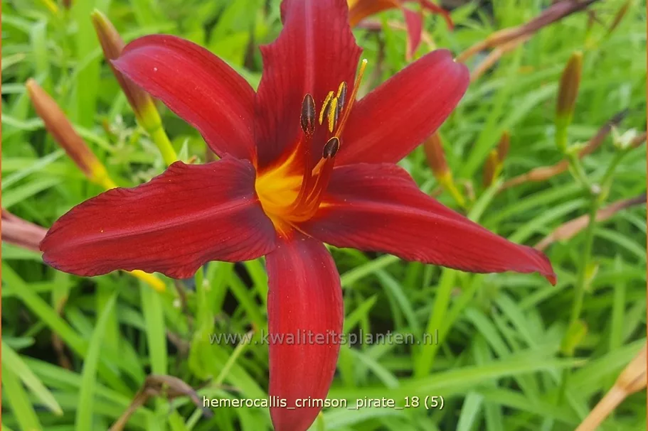 Hemerocallis 'Crimson Pirate'