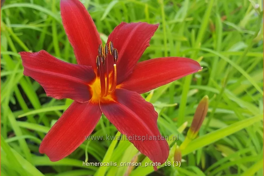 Hemerocallis 'Crimson Pirate'