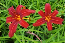 Hemerocallis 'Crimson Pirate'