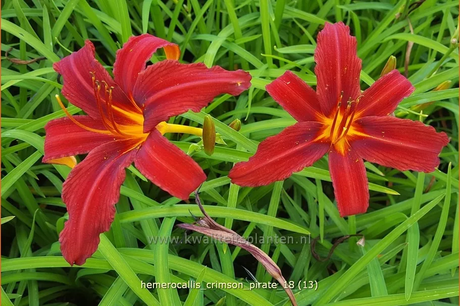 Hemerocallis 'Crimson Pirate'