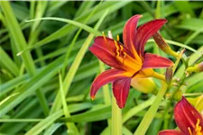 Hemerocallis 'Crimson Pirate'