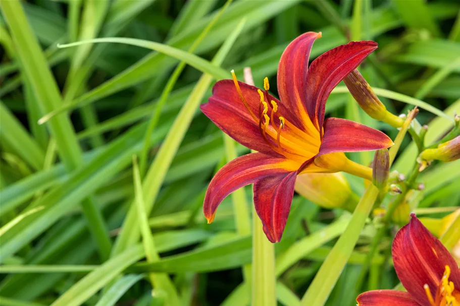 Hemerocallis 'Crimson Pirate'