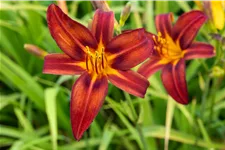 Hemerocallis 'Crimson Pirate'