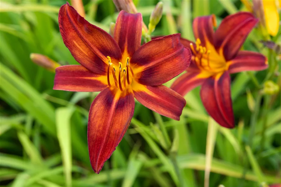 Hemerocallis 'Crimson Pirate'