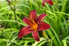 Hemerocallis 'Crimson Pirate'